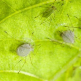 Proč a co dělat, když má petúnie lepkavé listy